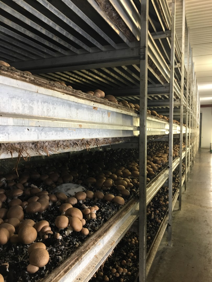 Mushroom shelves with crop in a commercial mushroom tunnel